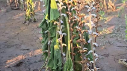 Orobanche spp afectando al girasol en San Julián