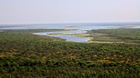 Deforestación en el Chaco argentino