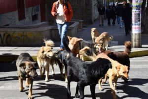 rabia canina en Sucre y rescate de perros callejeros