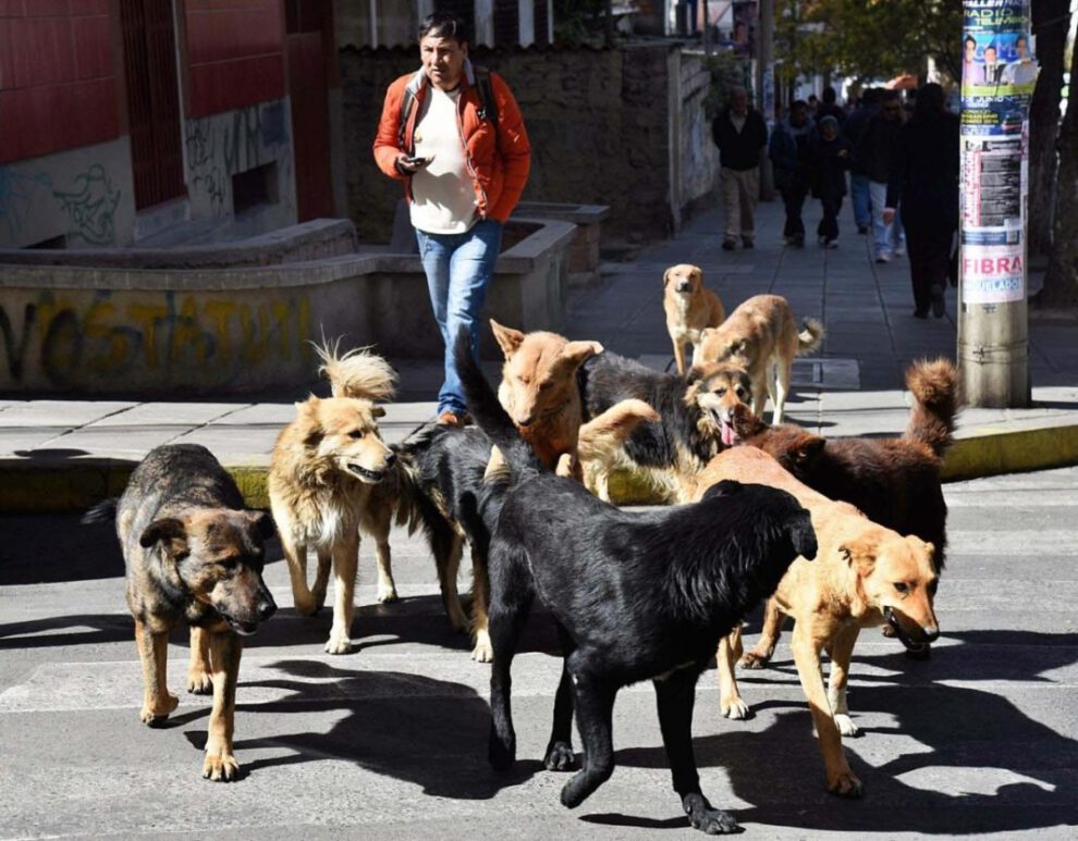 rabia canina en Sucre y rescate de perros callejeros