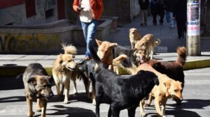 rabia canina en Sucre