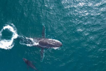 Bienestar emocional de las ballenas en la costa este de Australia