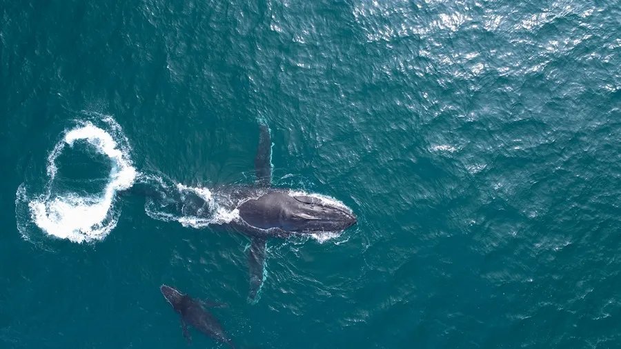 Bienestar emocional de las ballenas en la costa este de Australia