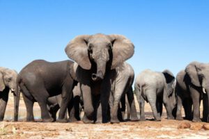 Turista español muerto elefante en Parque Nacional