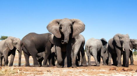 Turista español muerto elefante en Parque Nacional