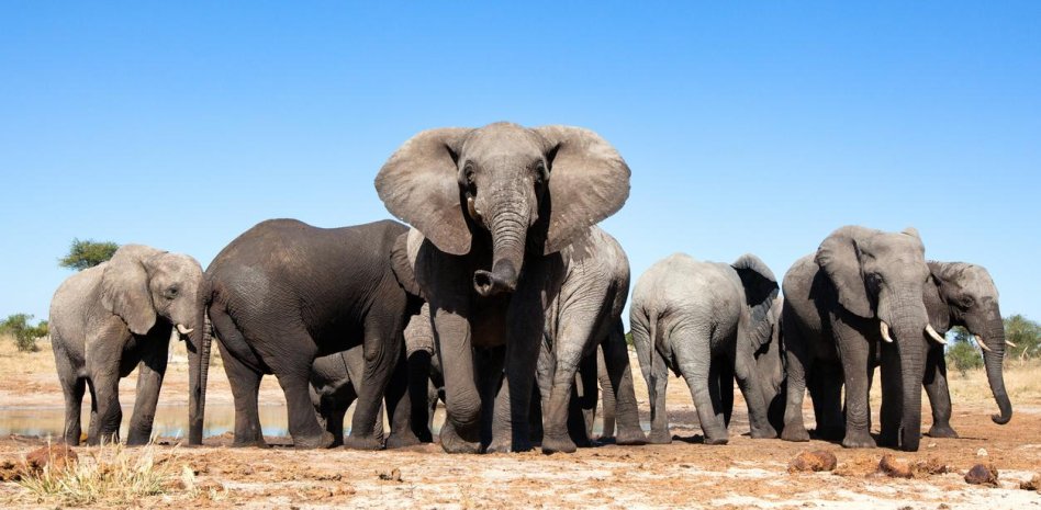 Turista español muerto elefante en Parque Nacional
