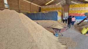 Abastecimiento de arroz en Bolivia