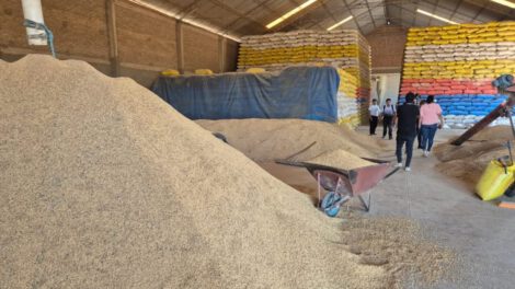 Abastecimiento de arroz en Bolivia