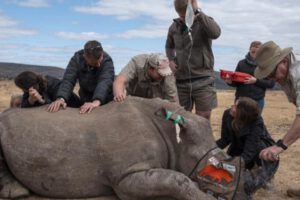 Caza furtiva de rinocerontes en Sudáfrica
