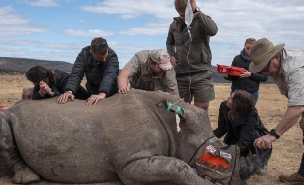 Caza furtiva de rinocerontes en Sudáfrica