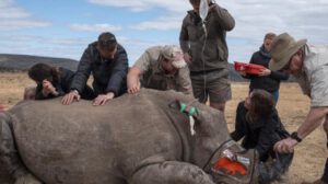 Caza furtiva de rinocerontes en Sudáfrica