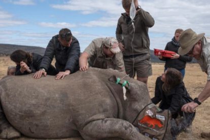 Caza furtiva de rinocerontes en Sudáfrica