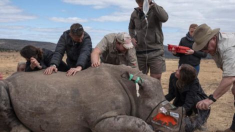 Caza furtiva de rinocerontes en Sudáfrica