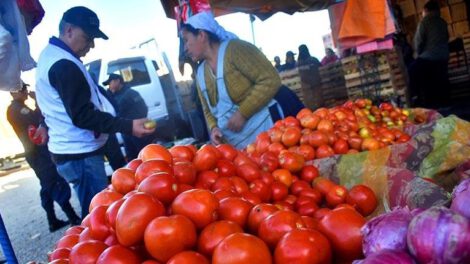 Aumento del precio del tomate debido a las heladas en Bolivia