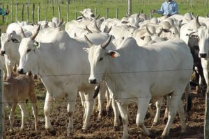 Producción de carne bovina en Bolivia