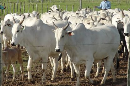 Producción de carne bovina en Bolivia