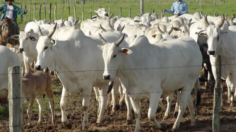 Producción de carne bovina en Bolivia
