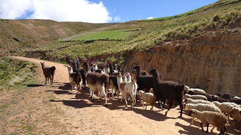 Crisis de escasez de agua amenaza al ganado camélido y ovino en Cochabamba