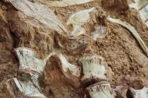 Fósil de dinosaurio de 233 millones de años en Brasil