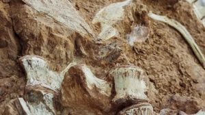 Fósil de dinosaurio de 233 millones de años en Brasil