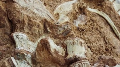 Fósil de dinosaurio de 233 millones de años en Brasil