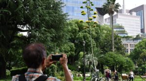 Agave gigante florece en Tokio