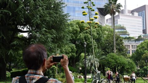 Agave gigante florece en Tokio