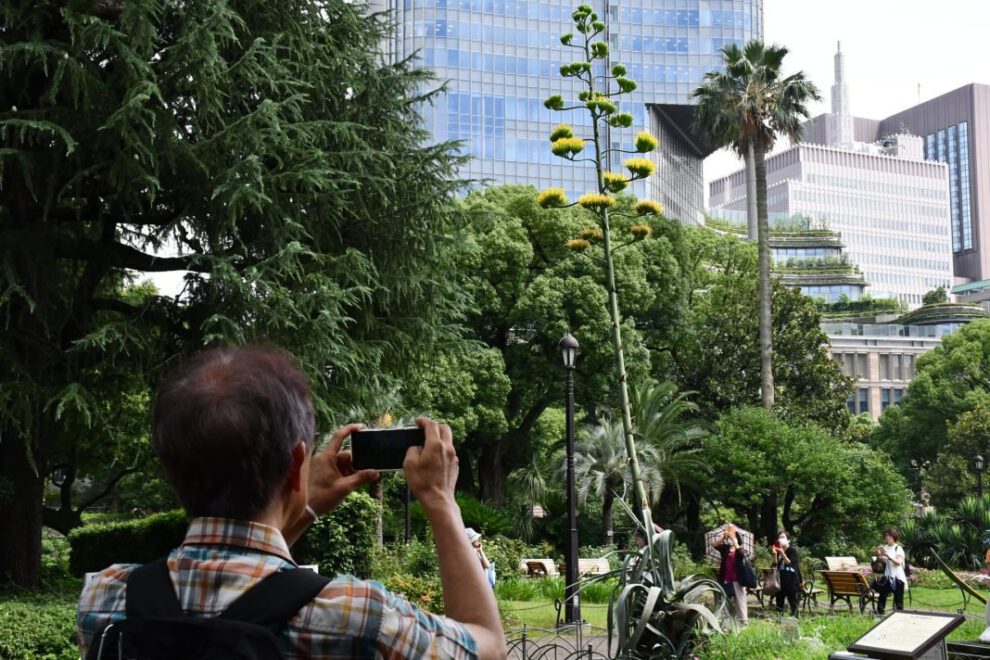 Agave gigante florece en Tokio