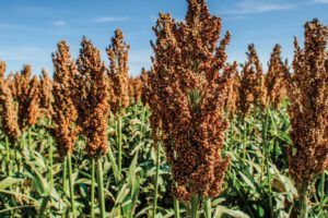Producción de sorgo afectada por la sequía en Bolivia