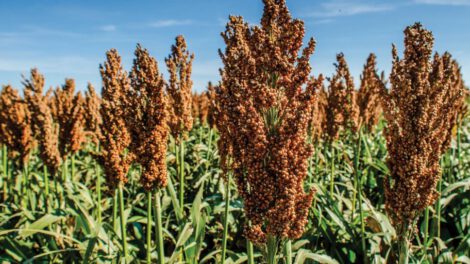 Producción de sorgo afectada por la sequía en Bolivia