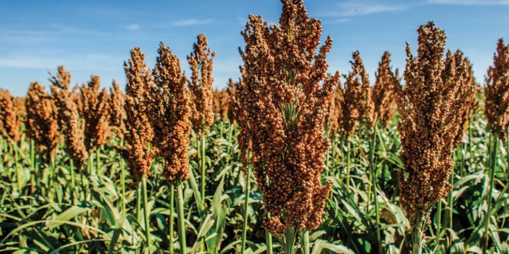 Producción de sorgo afectada por la sequía en Bolivia