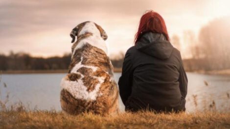 Los perros pueden detectar el estrés humano