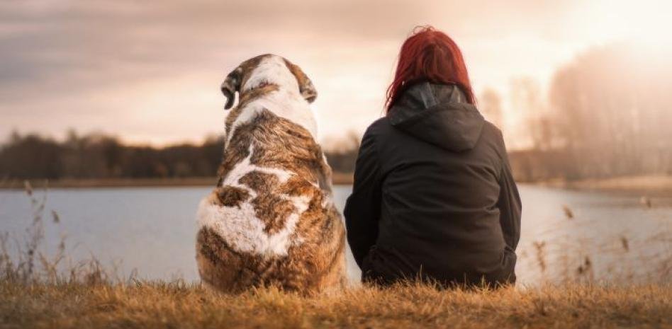 Los perros pueden detectar el estrés humano