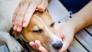 perros detectan estrés en humanos