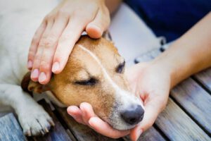 perros detectan estrés en humanos