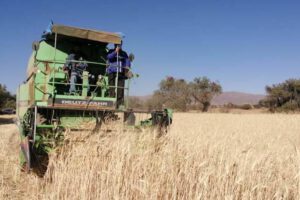 Producción de trigo en Bolivia afectada por sequía y escasez de diésel
