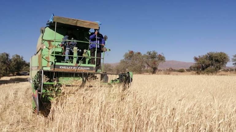 Producción de trigo en Bolivia afectada por sequía y escasez de diésel