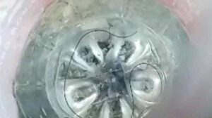 gusano Pelo vivo encontrado en el agua potable en Ivirgarzama