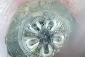 gusano Pelo vivo encontrado en el agua potable en Ivirgarzama