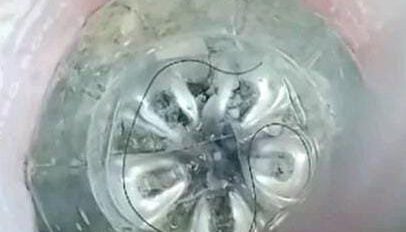 gusano Pelo vivo encontrado en el agua potable en Ivirgarzama