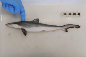 Tiburones intoxicados con cocaína en Brasil