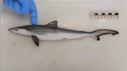 Tiburones intoxicados con cocaína en Brasil