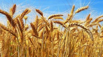 Crisis en la producción de trigo en Bolivia