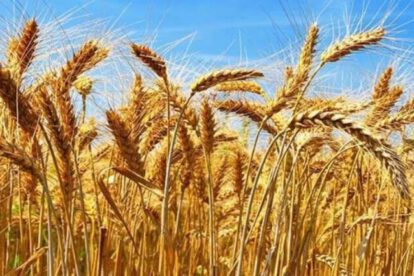 Crisis en la producción de trigo en Bolivia