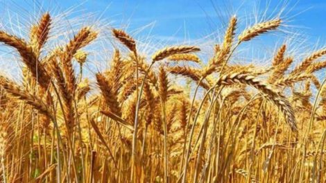 Crisis en la producción de trigo en Bolivia