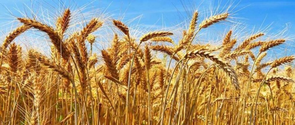 Crisis en la producción de trigo en Bolivia