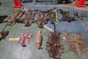 Operativo policial Oruro con arrestos y fauna silvestre incautada