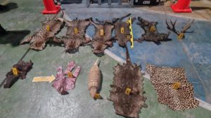 Operativo policial en Oruro sobre fauna silvestre