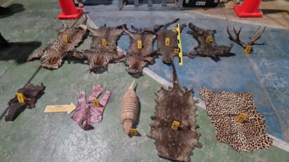 Operativo policial en Oruro sobre fauna silvestre