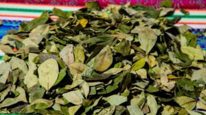 Examen Crítico de la Hoja de Coca por la OMS a petición de Bolivia
